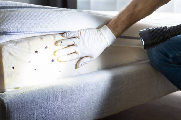 Best Pest Removal Services  in Cape Neddick, ME