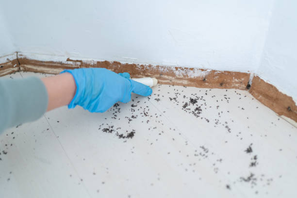 Wildlife Control Services in Cape Neddick, ME